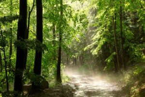path in a forest